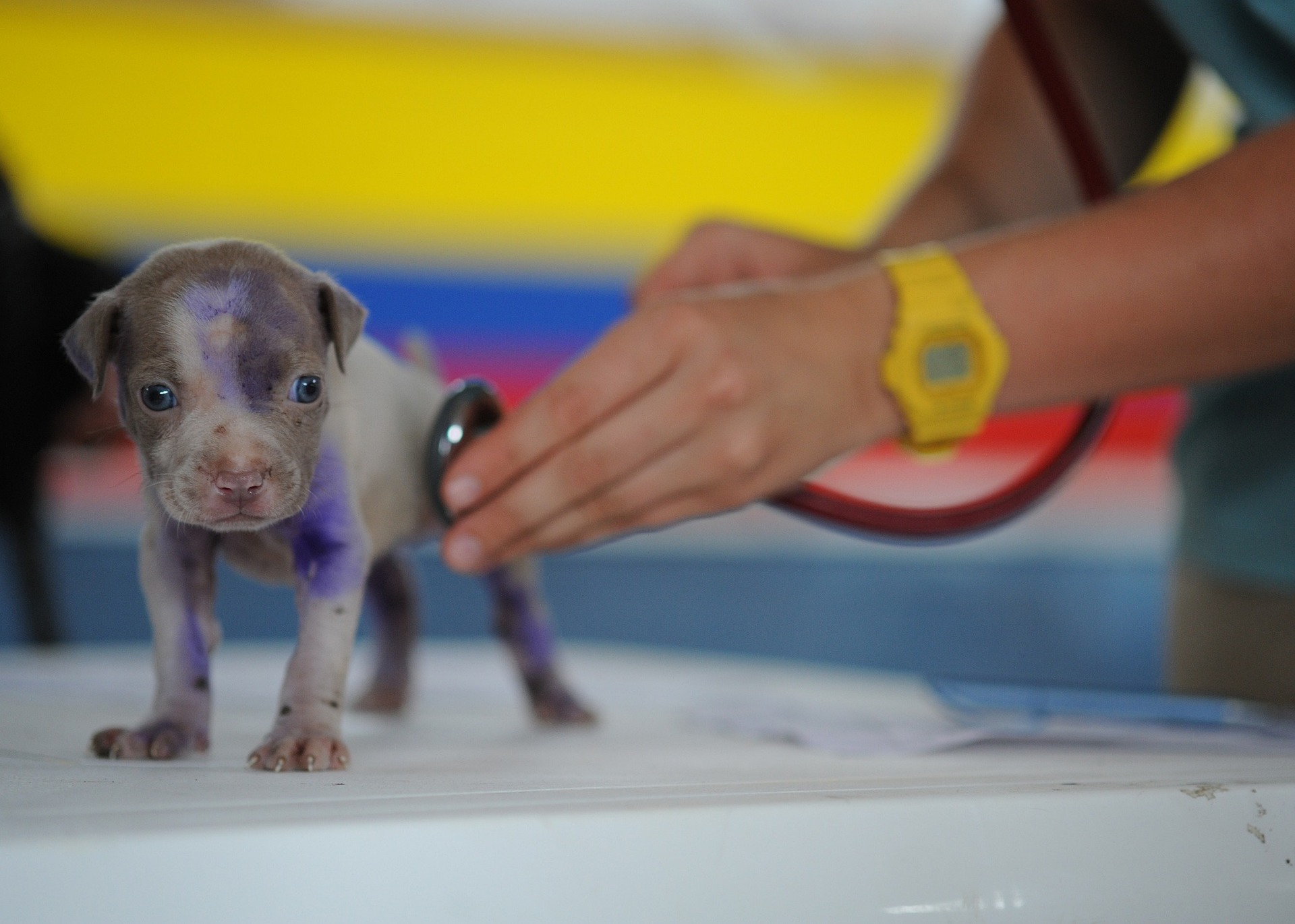 Quick Q&A on how to protect your dog from Parvovirus Ridge Times